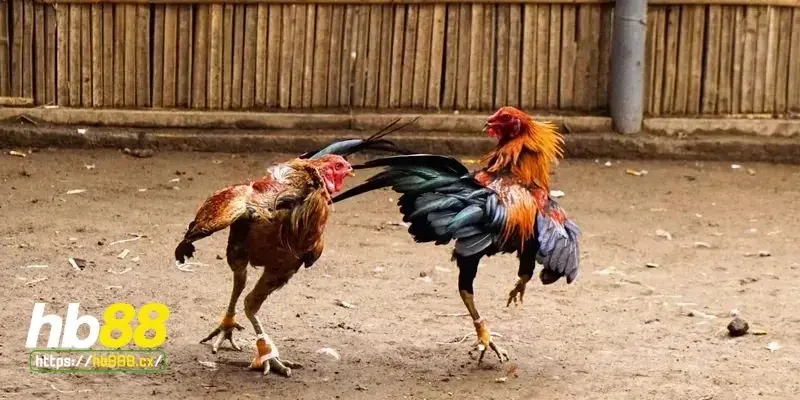 Bệnh hen gà là gì?