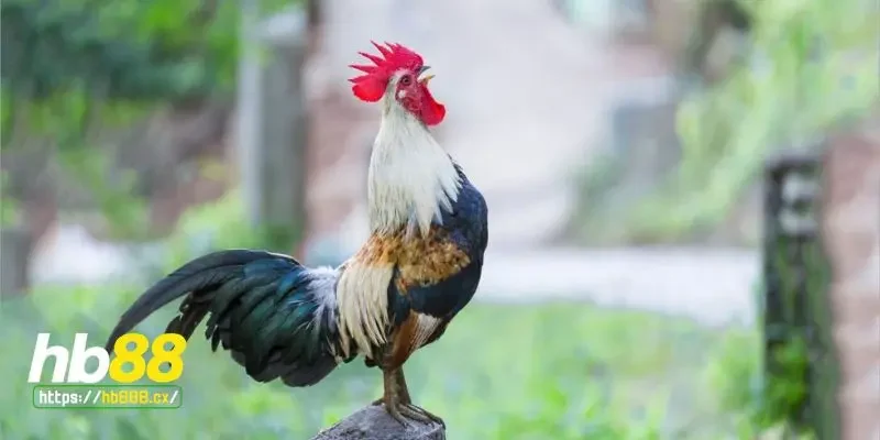 Các giống gà chọi hay nổi tiếng