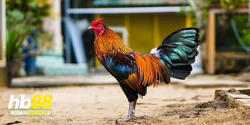 Các yếu tố ảnh hưởng đến gà thay lông bao lâu