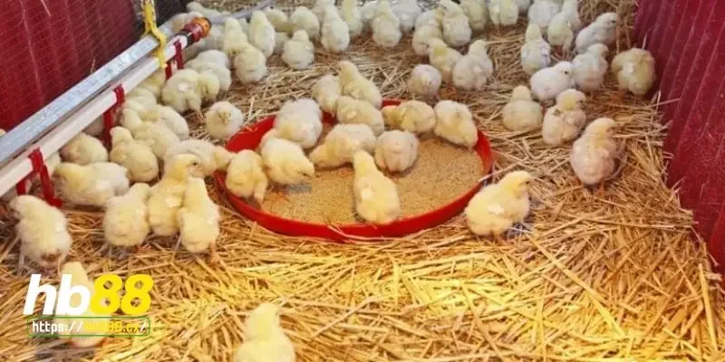 Cách chăm sóc gà con mới xuống ổ - Giữ ấm đúng cách