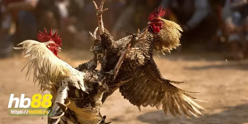 Cách để hạn chế tình trạng vảy gà chọi xấu