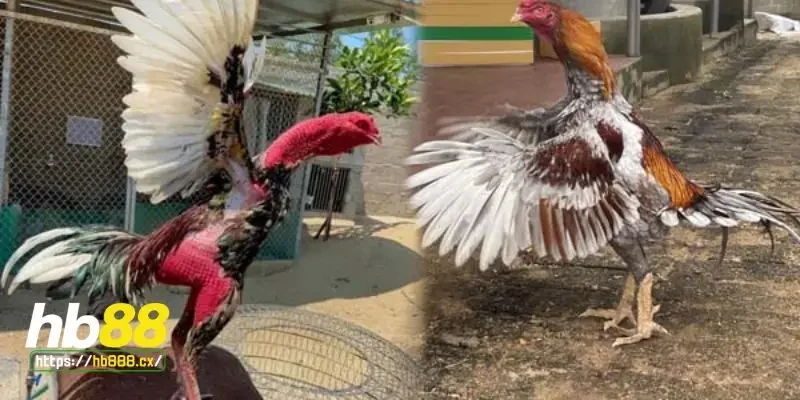 Cách điều trị của bệnh ký sinh trùng đường máu ở gà