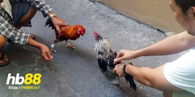Cách phòng tránh bệnh hen gà hiệu quả