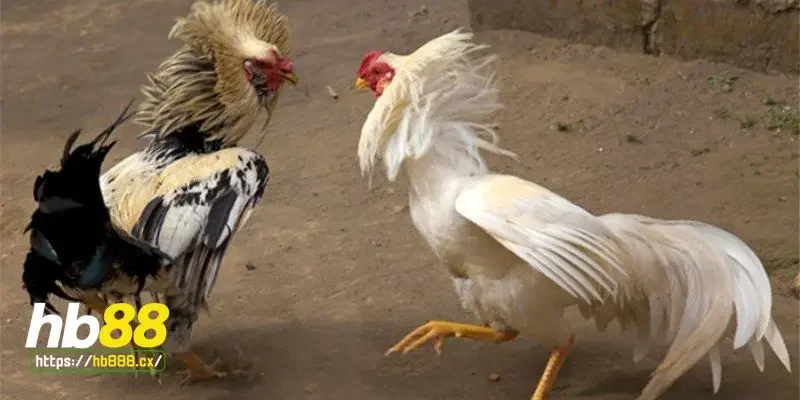 Cách phòng tránh gà chọi bị mất gân