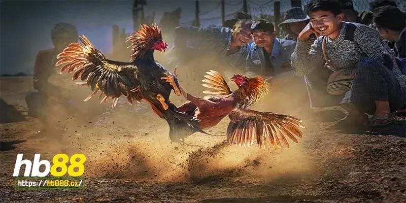 Cách vồ mồi cho gà đá bằng thức ăn tươi