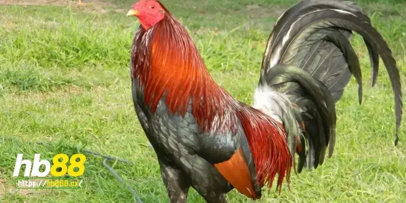 Chăm sóc và nuôi dưỡng gà chân lông vảy loạn