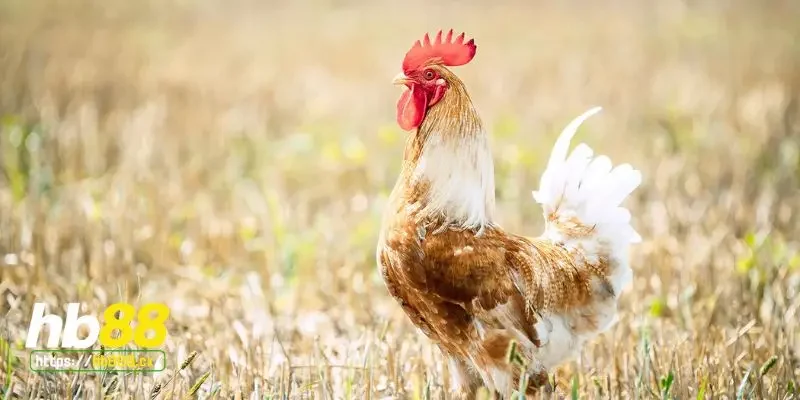 Chăm sóc và nuôi dưỡng gà chọi Mỹ