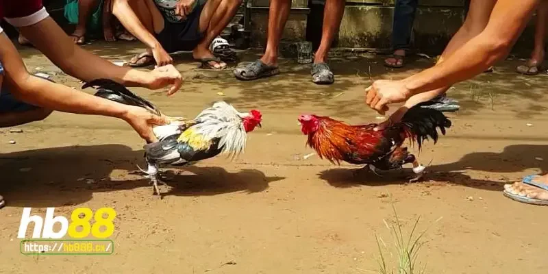 Gà chọi bị mất gân là gì?