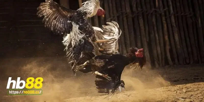 Gà chọi hay là gì?