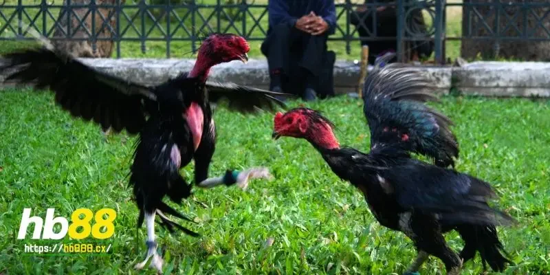 Gà chọi là gì?