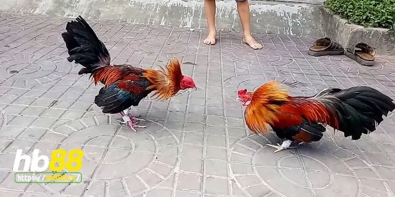 Giới thiệu gà chọi hay nhất miền Bắc