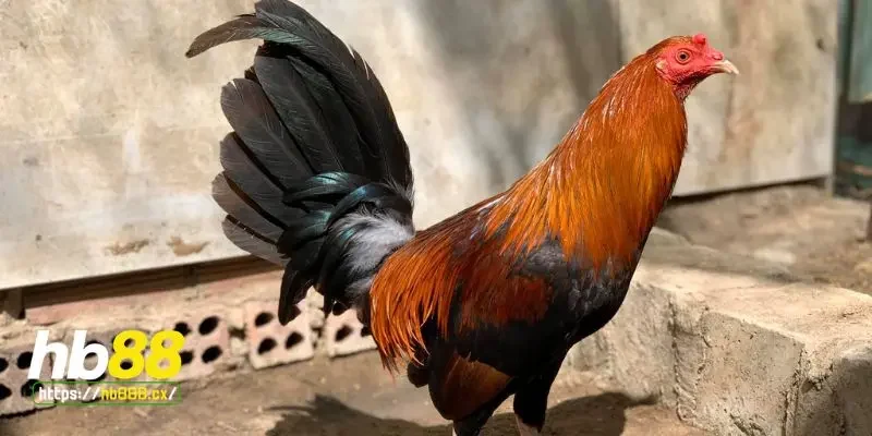 Giới thiệu gà chọi Mỹ