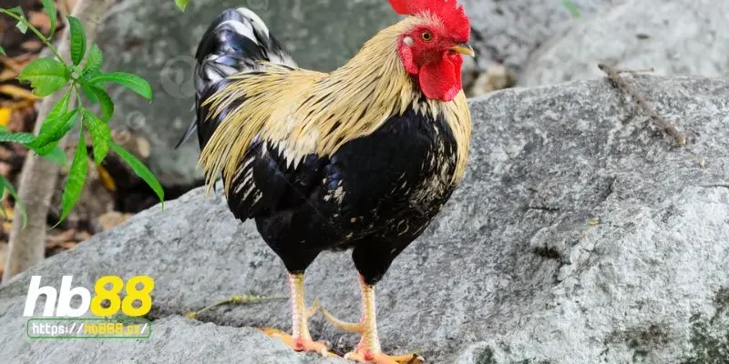 Giới thiệu về gà chân lông vảy loạn