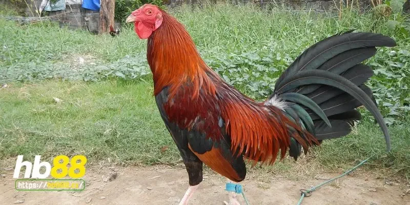 Khám phá những đặc điểm gà chọi Mỹ mà bạn nên biết