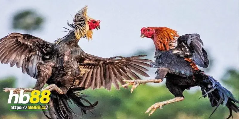 Kinh nghiệm chọn gà chọi hay cực chuẩn