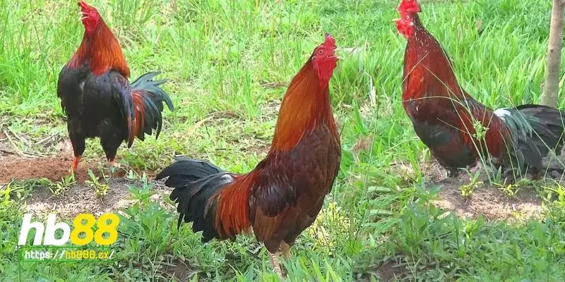Nguyên nhân gà chết đột ngột - Các yếu tố ngoại vi khác