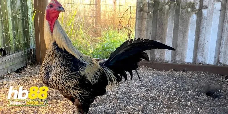 Nguyên nhân gà chết đột ngột - Nhiệt độ thay đổi đột ngột