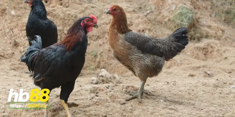 Tập luyện và huấn luyện gà chân lông vảy loạn