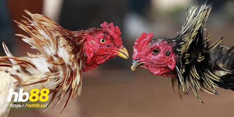 Vồ mồi cho gà đá là gì?